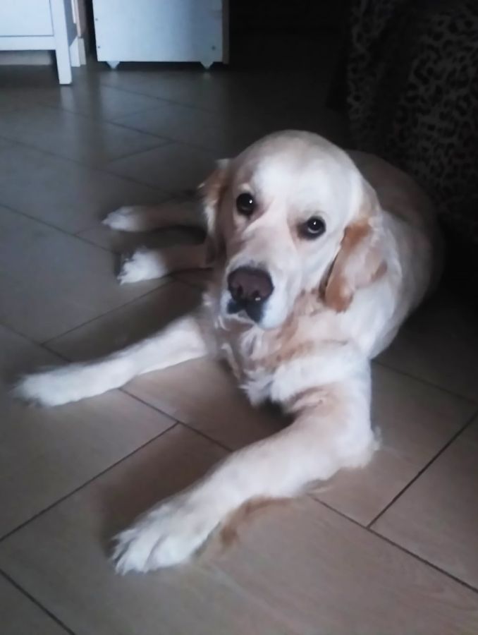 Русское Золото Лавандовая Долина