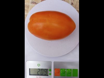 Томат Золотое сердце