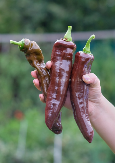 Перец сладкий Spitzpaprika Chocolate (Шпицпаприка Чоколейт), 10 шт