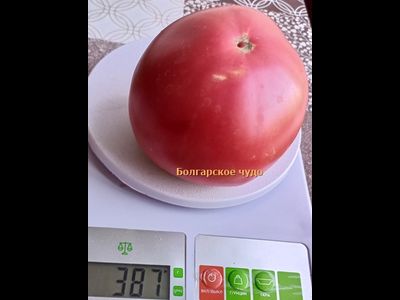 Томат Болгарское чудо