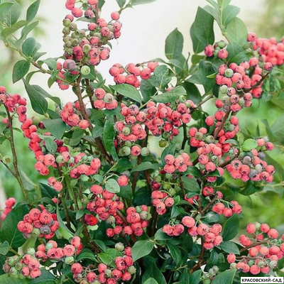 Голубика Пинк Лемонейд - Pink Lemonade