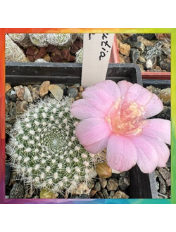 Rebutia alba