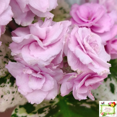 Rose Bouquet (G.T.Smith) (9028) 04/12/2001