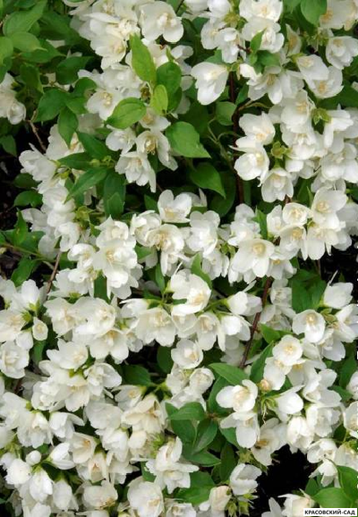 Чубушник Манто д'Эрмин - фото в ландшафте - красовский-сад.рф