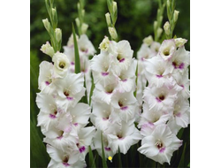 20) Хоум Каминг (1раз)