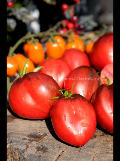 Томат Бронзовые Носики Сержанта Пеппера, 10 шт