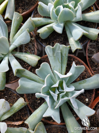 Echeveria Topsy Turvy, Echeveria, эчеверия, суккулент