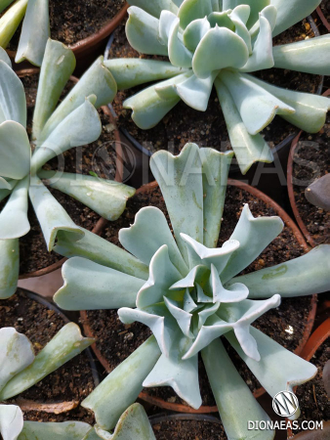 Echeveria Topsy Turvy