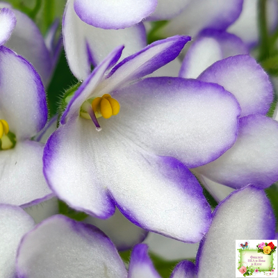 2А-Проба Пера (Е. Кольцова) 2024 г.