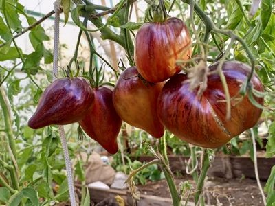 Томат Сладкая карамель Софии