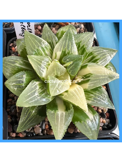 Haworthia heidelbergensis f. variegata