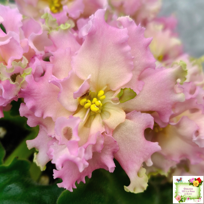 АВ-Златые Горы (Фиалковод) 2021 г.