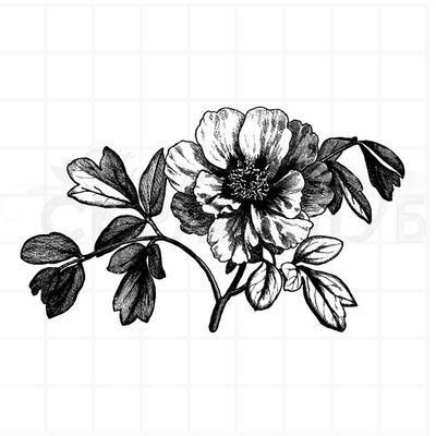 Винтажный штамп с древовидным пионом