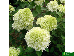 Гортензия метельчатая "Limelight" (Лаймлайт)
