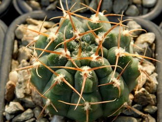 Gymnocalycium vatteri VG-415 (D=35-45мм)