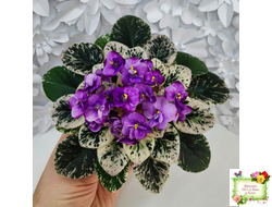 Grog (H.Pittman) (пасынок укоренённый)