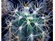 Ferocactus glaucescens (D=55-60mm)