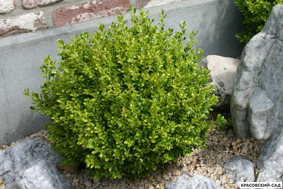 Самшит - Buxus