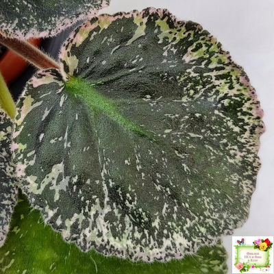 ЛЕ-Демо (Е. Лебецкая) 2014 г.