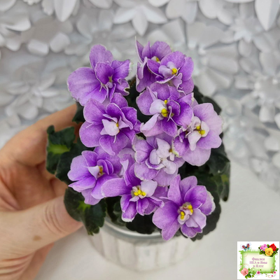 Fay's Madeleine (F. Wagman)