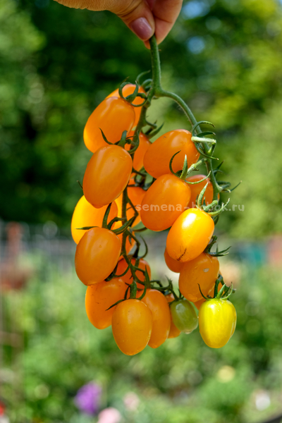 Томат  Datterini yellow (Даттерини Желтый), 10 шт