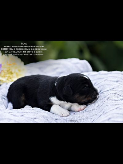 девочка ОРАНЖЕВЫЙ ошейничек Д-2025, mas = ЗАБРОНИРОВАНА