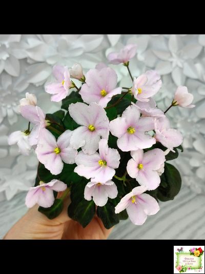 LV-Есть Время (Л. Шевелева) 2025 г. трейлер (пасынок посажен 20.01.26)