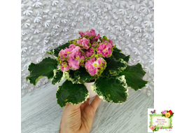 МТ-Яблочные Облака (М. Тотиева) 2023 г.