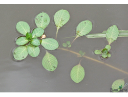 Людвигия Мато Гроссо (Ветка)