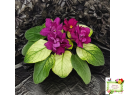 ЕК-Бой Быков Голд (Е. Коршунова) 2014 г.