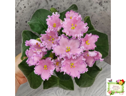 Nik-Хмельное Лето (Н. Булко) 2022 г.