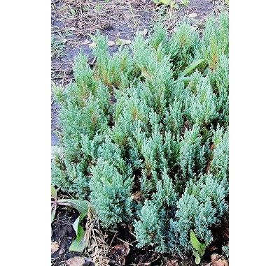 Можжевельник горизонтальный Blue Forest