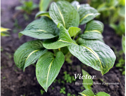 Хоста Victor