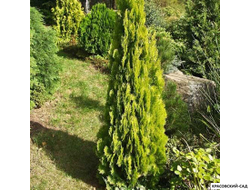 Туя Пирамидалис Ауреа - Pyramidalis Aurea