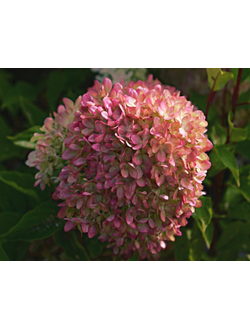 Гортензия метельчатая Жемчужина фестиваля