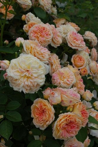 Глуар де Дижон (Gloire de Dijon ), клаймер.  Jacoto.