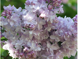 Полина Осипенко