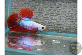 Петушок, Бойцовая рыбка, Betta splendens