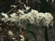 Эвкалипт лучистый (Eucalyptus radiata) 30 мл - 100% натуральное эфирное масло