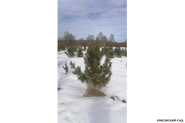 Кедр - фото 17 - питомник Красовский-Сад.рф