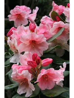 Рододендрон Hania