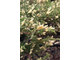 Можжевельник горизонтальный Andora Variegata