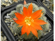 Rebutia pygmaea form-news