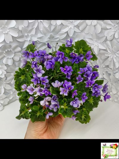 Biscayne Trail (S.Williams) трейлер