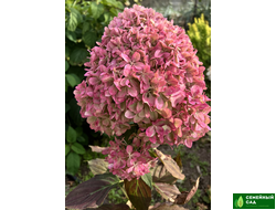 Гортензия метельчатая "Пиксио"