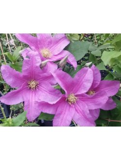 Клематис Danuta (Данута) в контейнере 2л