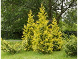 Туя западная Golden Brabant, C10