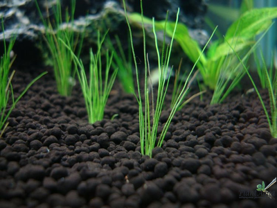 Грунт ISTA для аквариумных растений и креветок премиум класса 3л фракция 1,5-3,5 мм