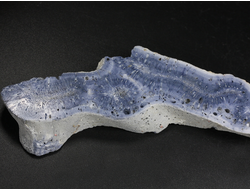 Коралл голубой Акори, Австралия (119*30*13 мм, 51 г) №37709