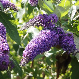 Буддлея Давида Дартс Папиллон Блю, ЗКС